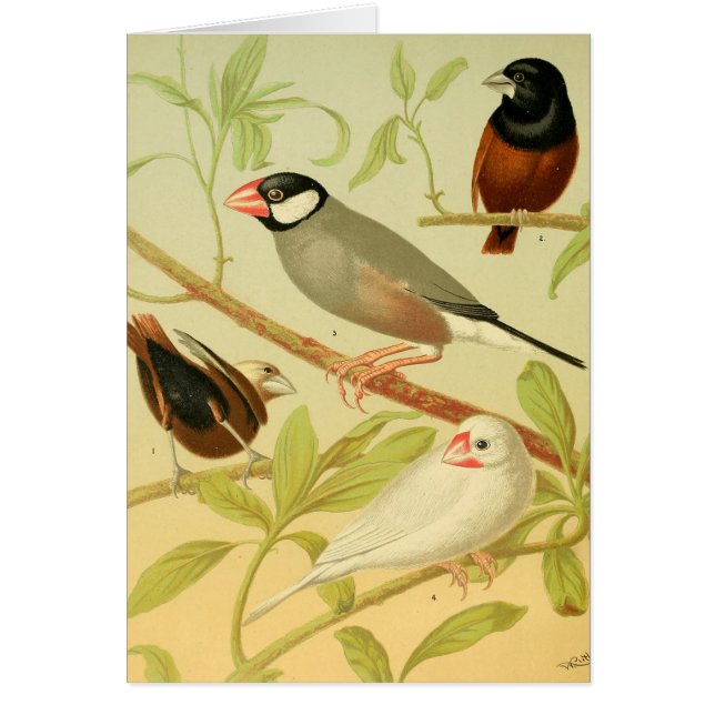 vintage finch and sparrow cards (Front)