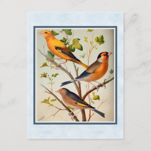 Vintage Finches and Linnet Postcard (Front)