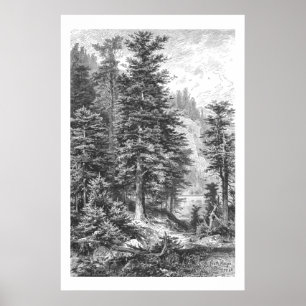 Vintage Fir Tree 1800s Antique Print