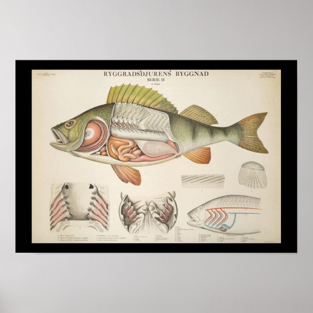 Vintage Fish Anatomy Print (Front)