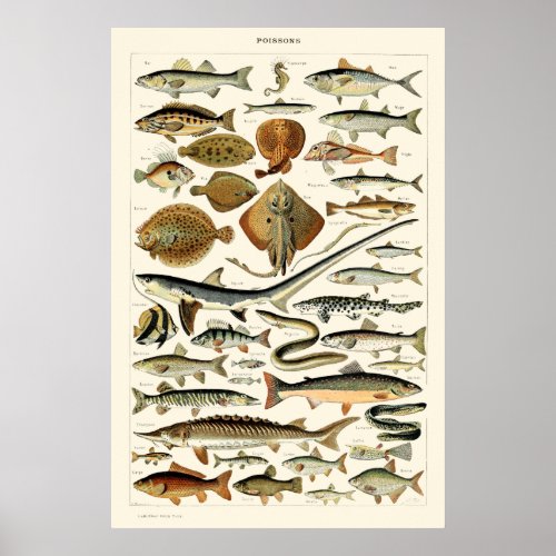 Vintage Fish by Adolphe Millot Poster