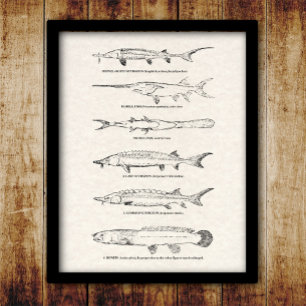 Vintage Fish Chart - Sturgeon and Paddlefish