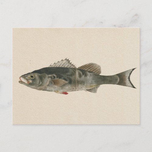 Vintage fish illustration Japanese sea bass Postcard