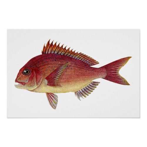 Vintage fish illustration: Red seabream Poster
