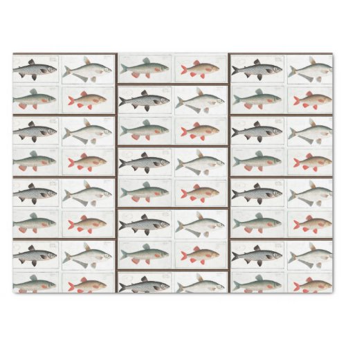 Vintage Fish Illustrations Tissue Paper