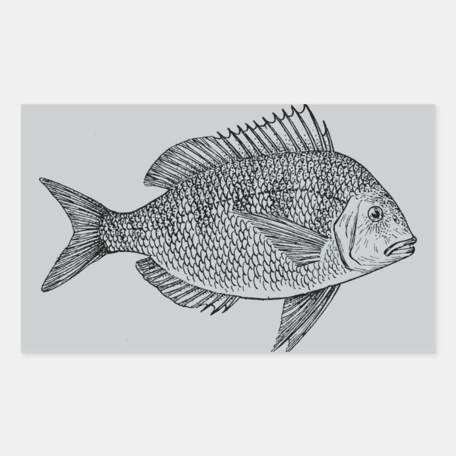 Vintage fish nautical marine art illustration rectangular sticker (Front)