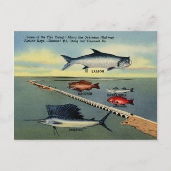 Vintage Fish Of Florida Keys Postcard by RetroMagicShop at Zazzle
