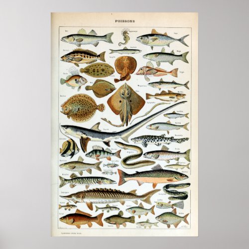 Vintage Fish of the World Poster