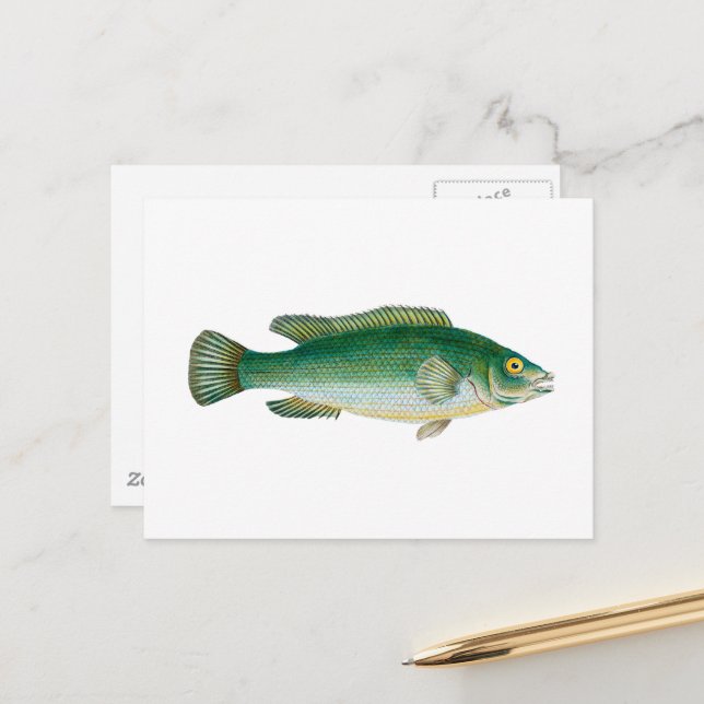 Vintage Fish Postcard (Front/Back In Situ)
