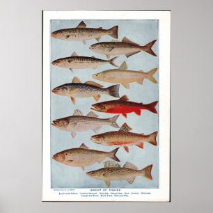 Vintage Fish Poster