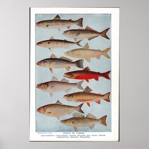 Vintage Fish Poster 