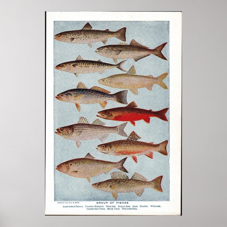 Vintage Fish Poster | Zazzle