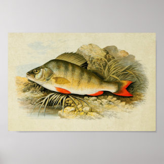 Vintage Fish Print 013 | Perch