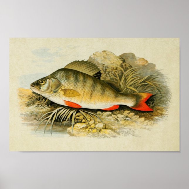 Vintage Fish Print 013 | Perch (Front)