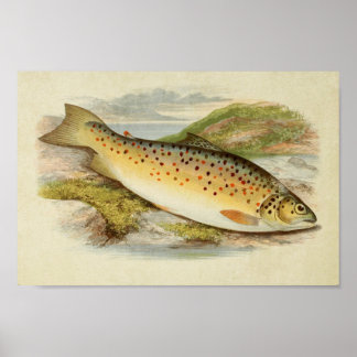 Vintage Fish Print 026 | Gillaroo Trout