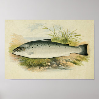 Vintage Fish Print 032 | Salmon Trout