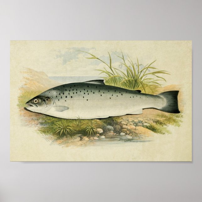 Vintage Fish Print 032 | Salmon Trout (Front)