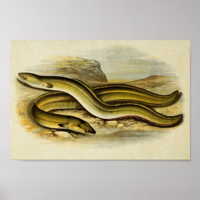 Vintage Fish Print 035 | Sharp & Broad Nosed Eels (Front)