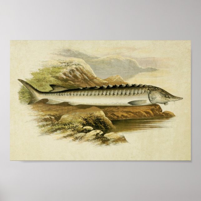Vintage Fish Print 037 | Sturgeon (Front)