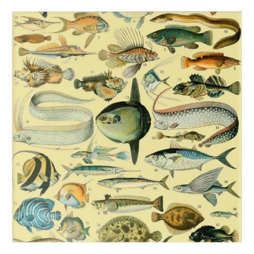 Vintage Fish Scientific Fishing Art