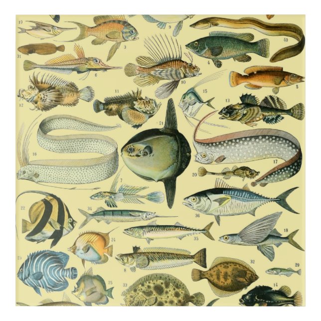Vintage Fish Scientific Fishing Art (Front)