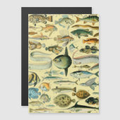 Vintage Fish Scientific Fishing Art (Front/Back)