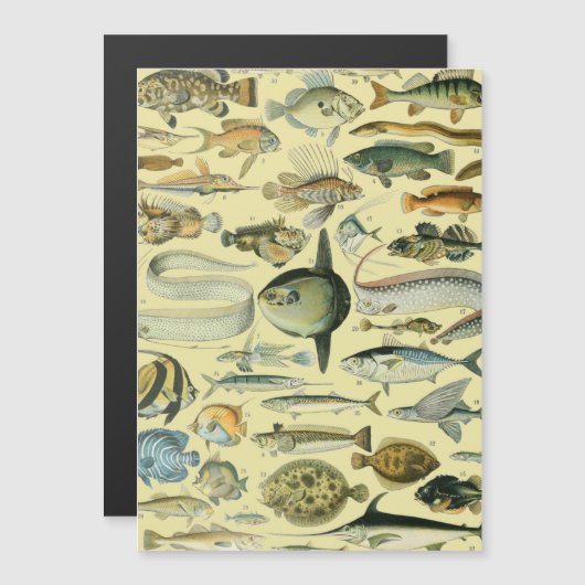 Vintage Fish Scientific Fishing Art (Front/Back)