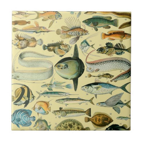 Vintage Fish Scientific Fishing Art Ceramic Tile