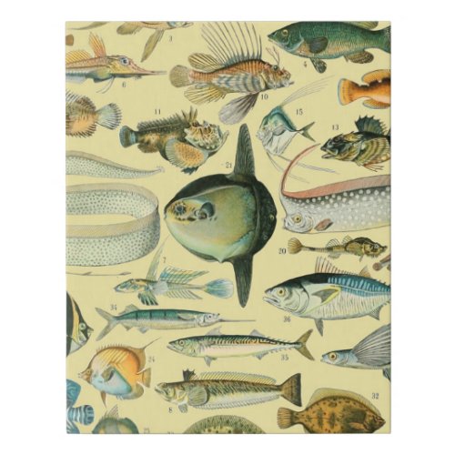 Vintage Fish Scientific Fishing Art Faux Canvas Print