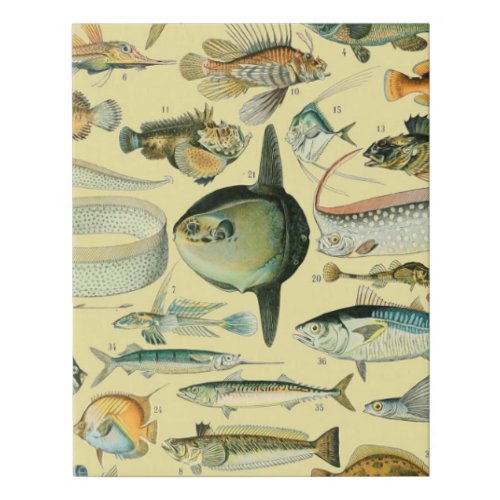 Vintage Fish Scientific Fishing Art Faux Canvas Print