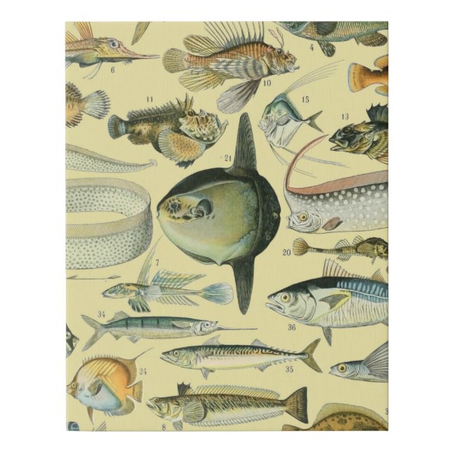 Vintage Fish Scientific Fishing Art Faux Canvas Print (Front)