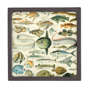 Vintage Fish Scientific Fishing Art Gift Box