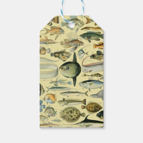 Vintage Fish Scientific Fishing Art Gift Tags