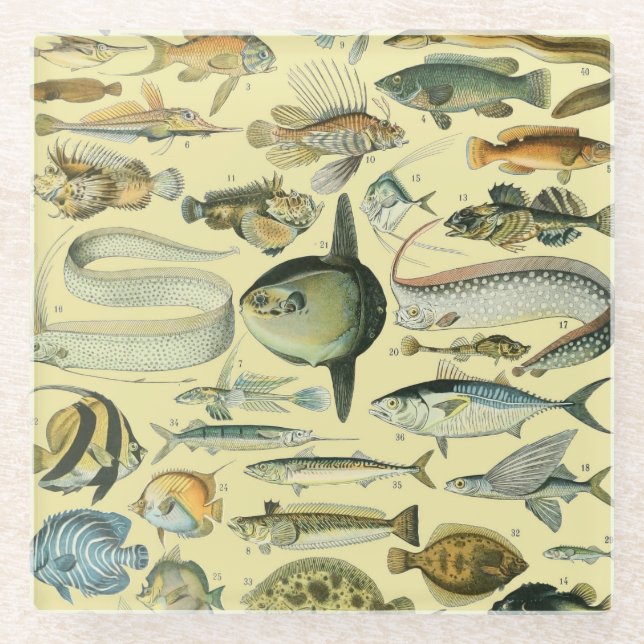 Vintage Fish Scientific Fishing Art Glass Coaster (Front)