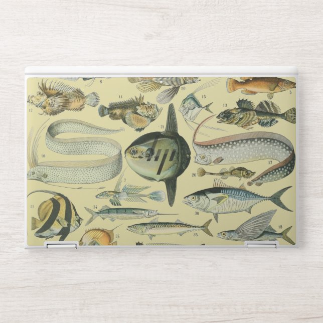 Vintage Fish Scientific Fishing Art HP Laptop Skin (Front)