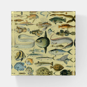 Vintage Fish Scientific Fishing Art Paperweight
