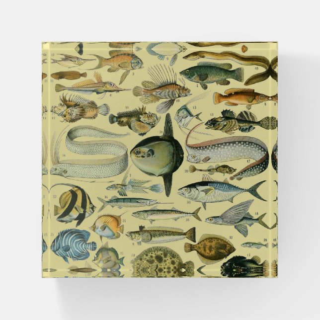 Vintage Fish Scientific Fishing Art Paperweight (Front)