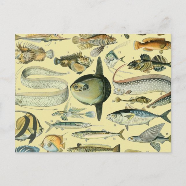 Vintage Fish Scientific Fishing Art Postcard (Front)