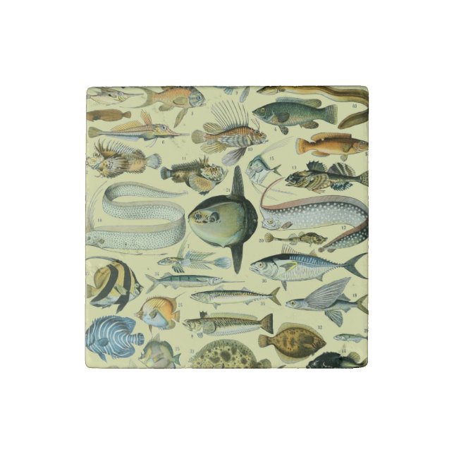 Vintage Fish Scientific Fishing Art Stone Magnet (Fourth Magnet)