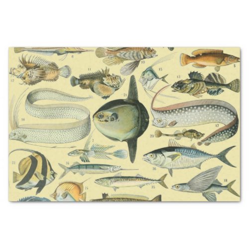 Vintage Fish Scientific Fishing Art Tissue Paper