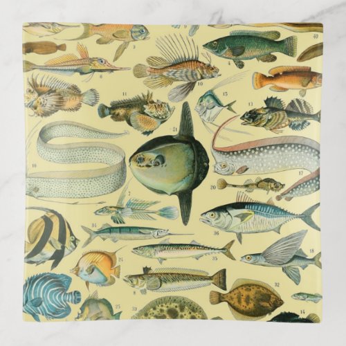 Vintage Fish Scientific Fishing Art Trinket Tray