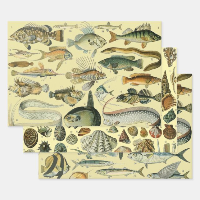Vintage Fish Scientific Fishing Art Wrapping Paper Sheets (Set)