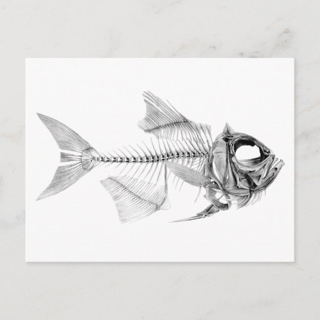 Vintage fish skeleton etching postcard (Front)