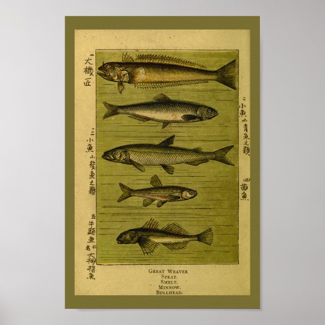 Vintage Fish Smelt Minnow Natural History Print (Front)