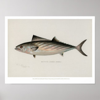 Vintage Fishes - Bonito Poster