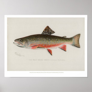 Vintage Fishes - Brook Trout Poster