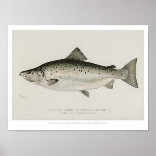 Vintage Fishes _ Land Locked Salmon Poster