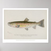 Vintage Fishes Poster - Rocky Mountain Trout