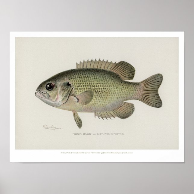 Vintage Fishes - Rock Bass Fish - Poster (Front)