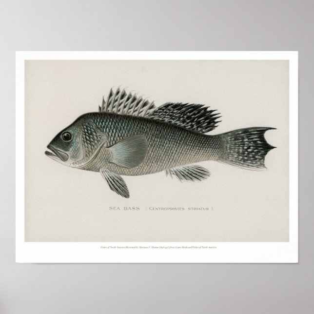 Vintage Fishes - Sea Bass Poster (Front)
